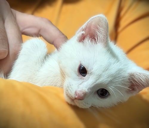 CASSIE - Domestic Short Hair / Siamese available for adoption