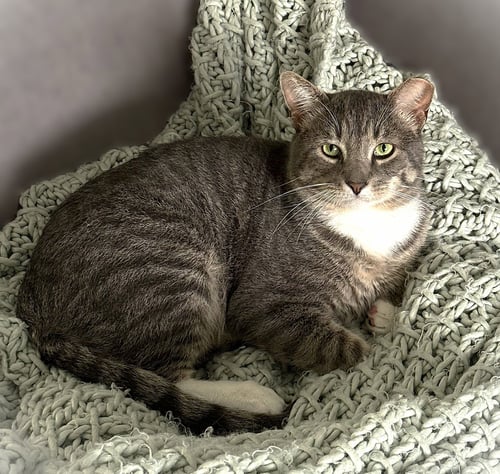 PETER JACKSON - Tabby available for adoption