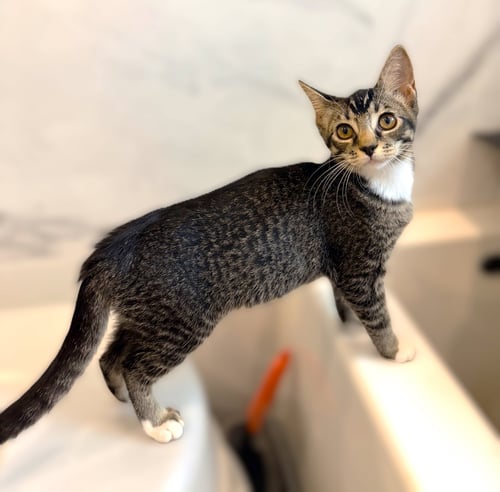 LUPINI - Tabby available for adoption