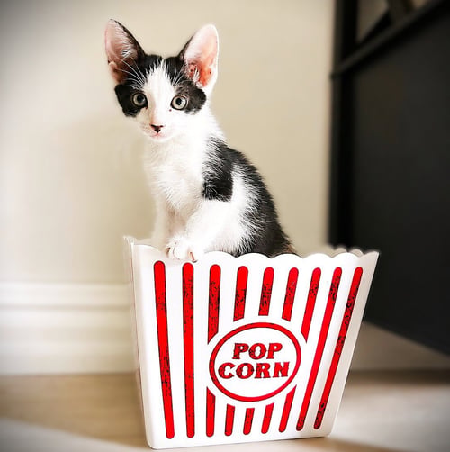 BENZ - Domestic Short Hair / Tuxedo available for adoption