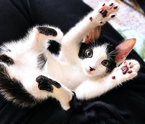 BENZ - Domestic Short Hair / Tuxedo available for adoption
