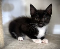 Mischief - Photo 1