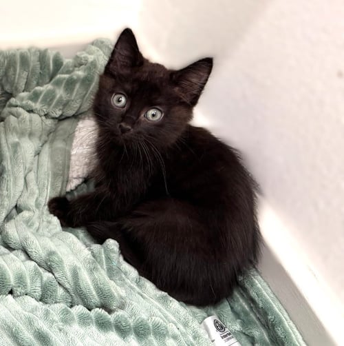 APOLLO - Domestic Medium Hair available for adoption