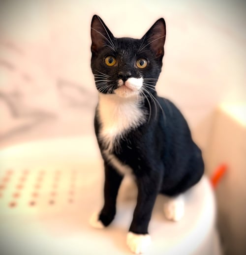 LENTIL - Tuxedo available for adoption