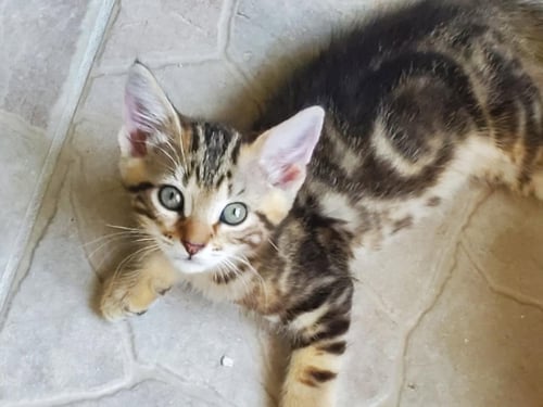 SAGE AND CORIANDER - Tabby available for adoption