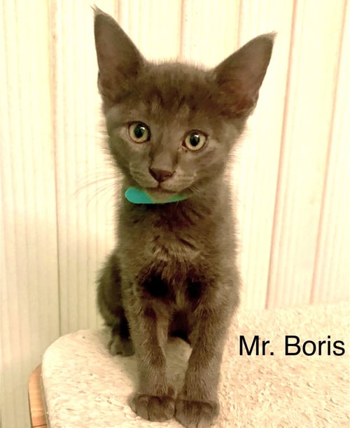 MR BORIS
