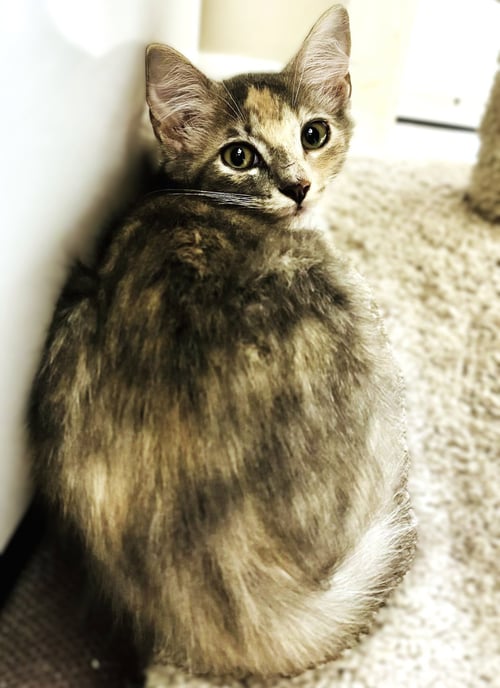 SHOCKS - Dilute Calico / Domestic Medium Hair available for adoption
