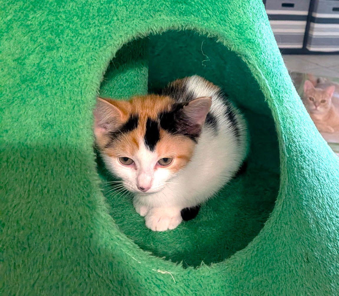 POSEY - Calico / Domestic Short Hair available for adoption