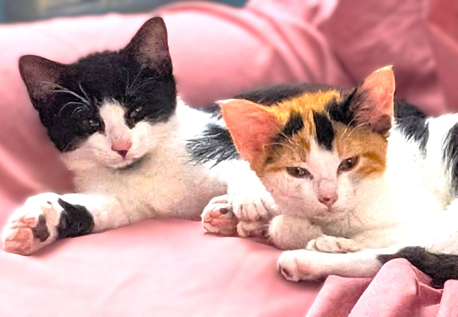 POSEY - Calico / Domestic Short Hair available for adoption