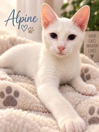 Alpine - Photo 1