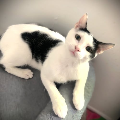 FINNEGAN - Domestic Short Hair available for adoption