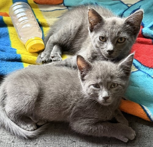 NOUGAT - Domestic Short Hair available for adoption