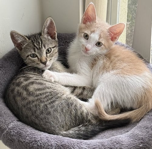 FLIP - Tabby for adoption in Fort Myers