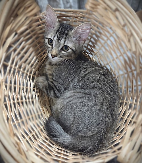 EMMA-LEE - Domestic Medium Hair / Tabby available for adoption