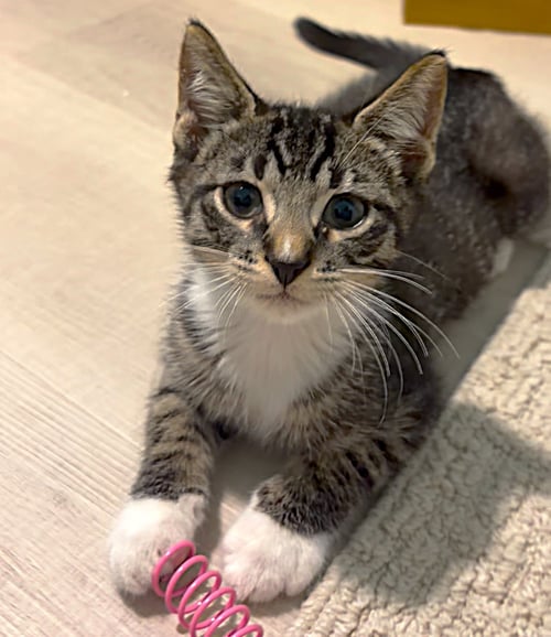 BLUEBERRY - Tabby available for adoption