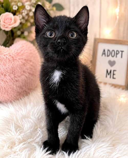 ALDER - Tuxedo available for adoption