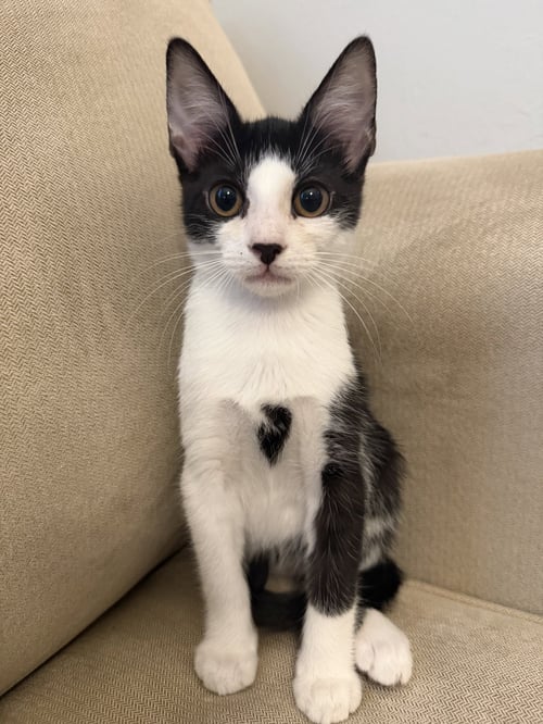 GINNY - Domestic Short Hair for adoption in Fort Myers