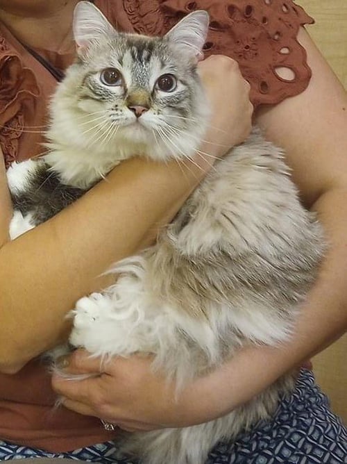 RYLEE - Siamese / Maine Coon for adoption in Fort Myers