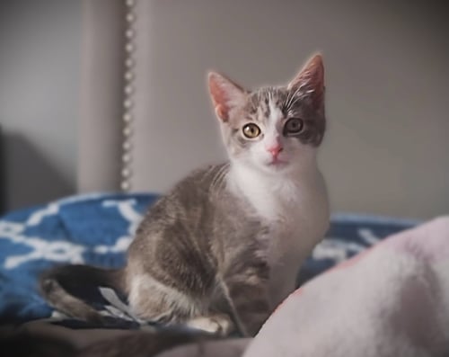 PETAL - Tabby available for adoption