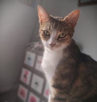 Ines - Photo 1