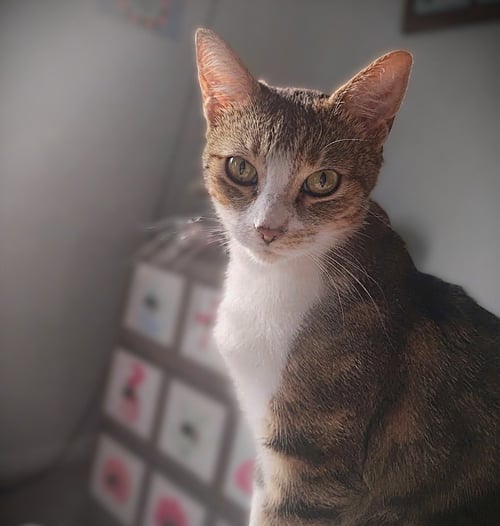 INES - Tabby available for adoption