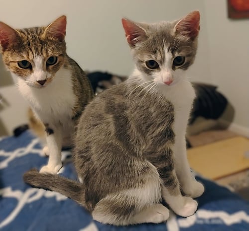 INES - Tabby available for adoption