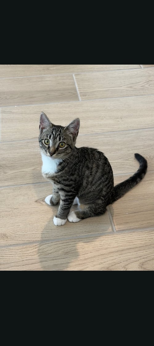 MIMI - Domestic Short Hair / Tabby available for adoption