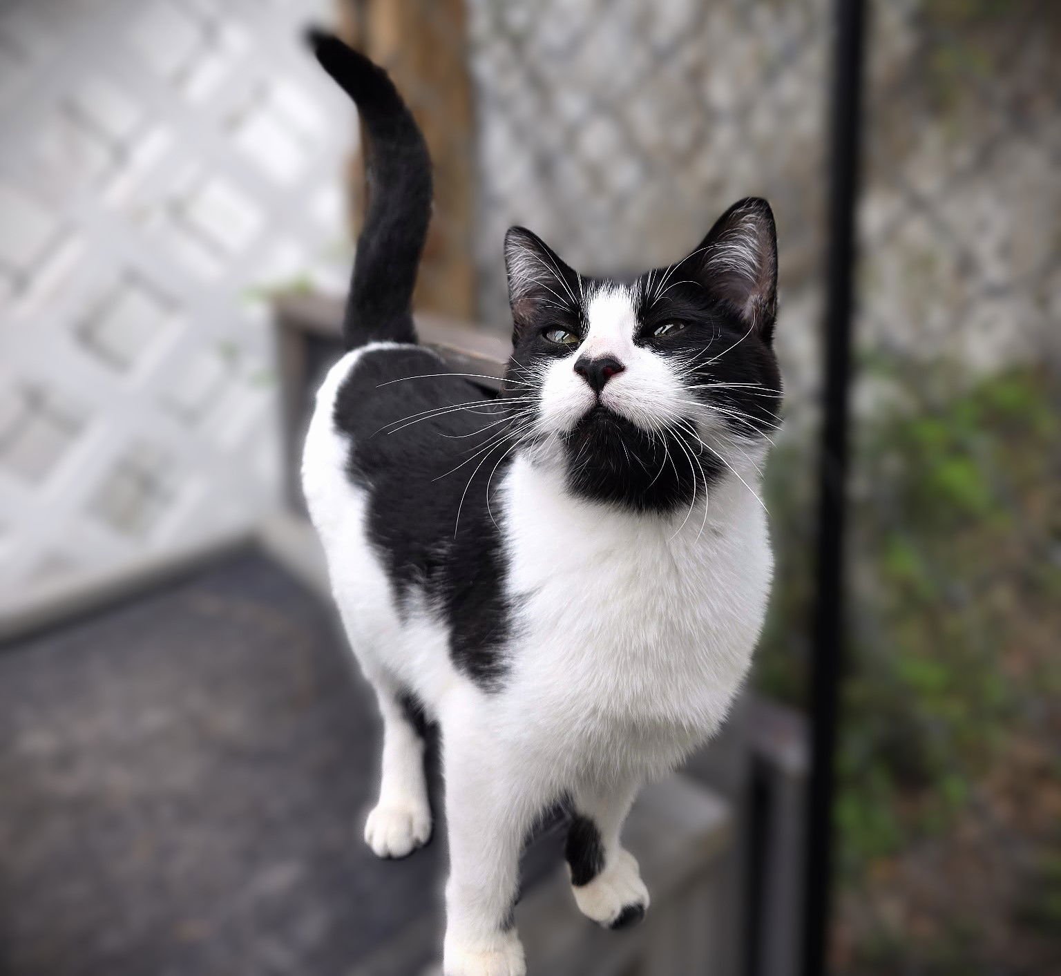 FERN - Domestic Short Hair available for adoption