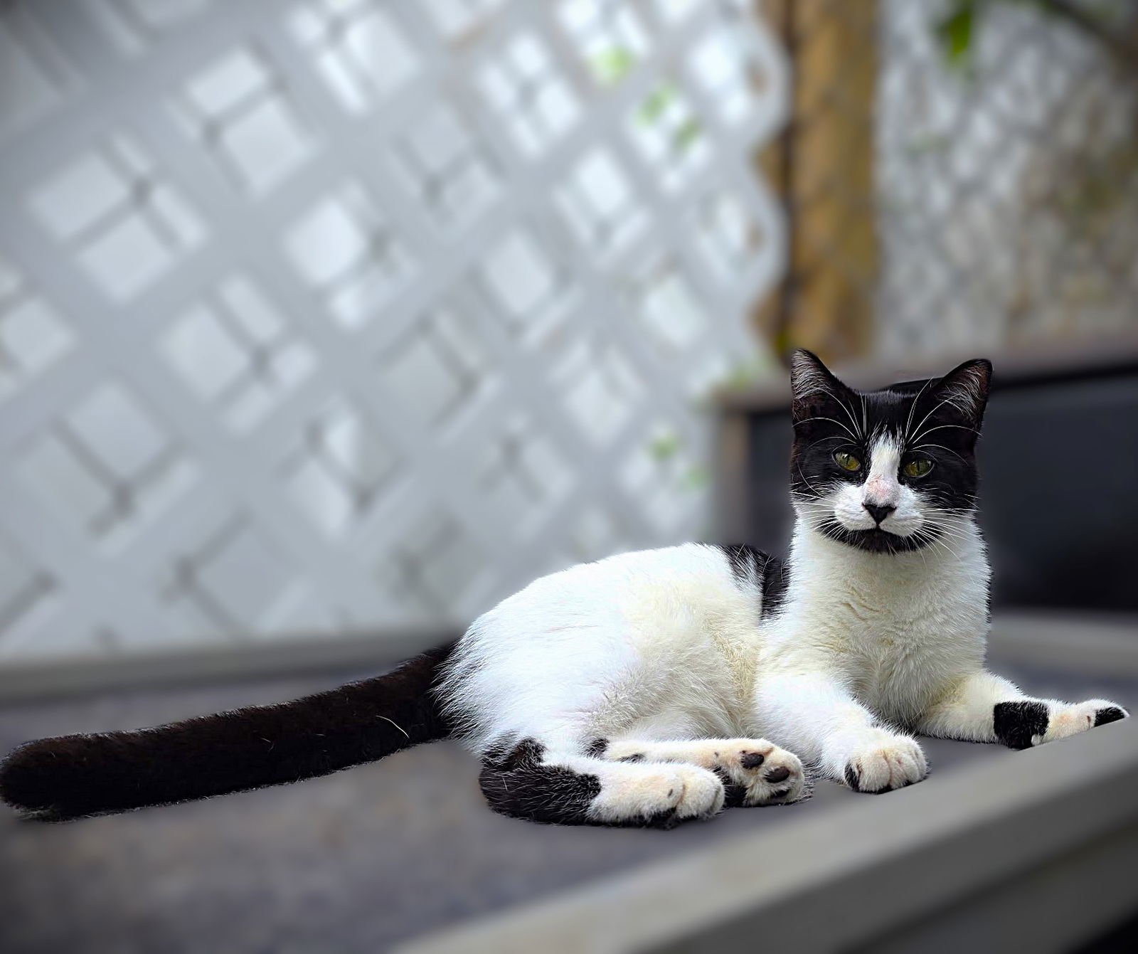 FERN - Domestic Short Hair available for adoption