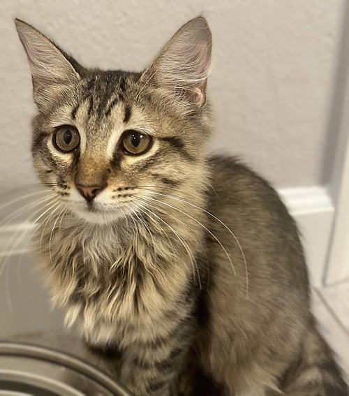 HAZEL