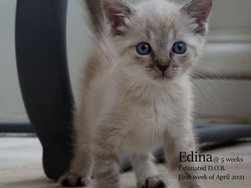 EDINA - Siamese / Tabby available for adoption