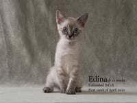 Edina - Photo 4