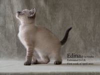 Edina - Photo 3