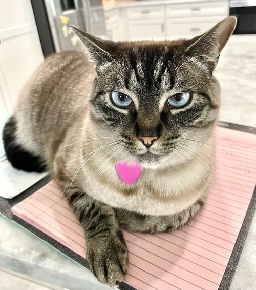 EDINA - Siamese / Tabby available for adoption