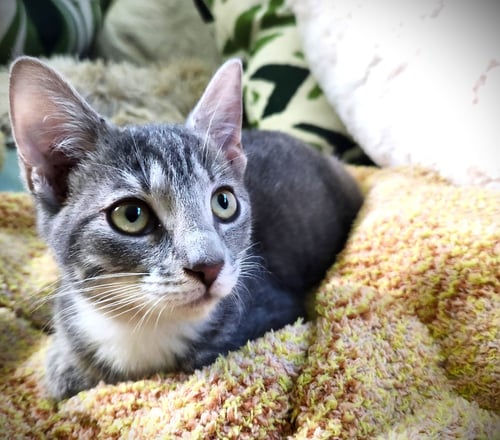 RYE - Tabby available for adoption