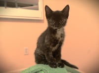 Kinley - Photo 1