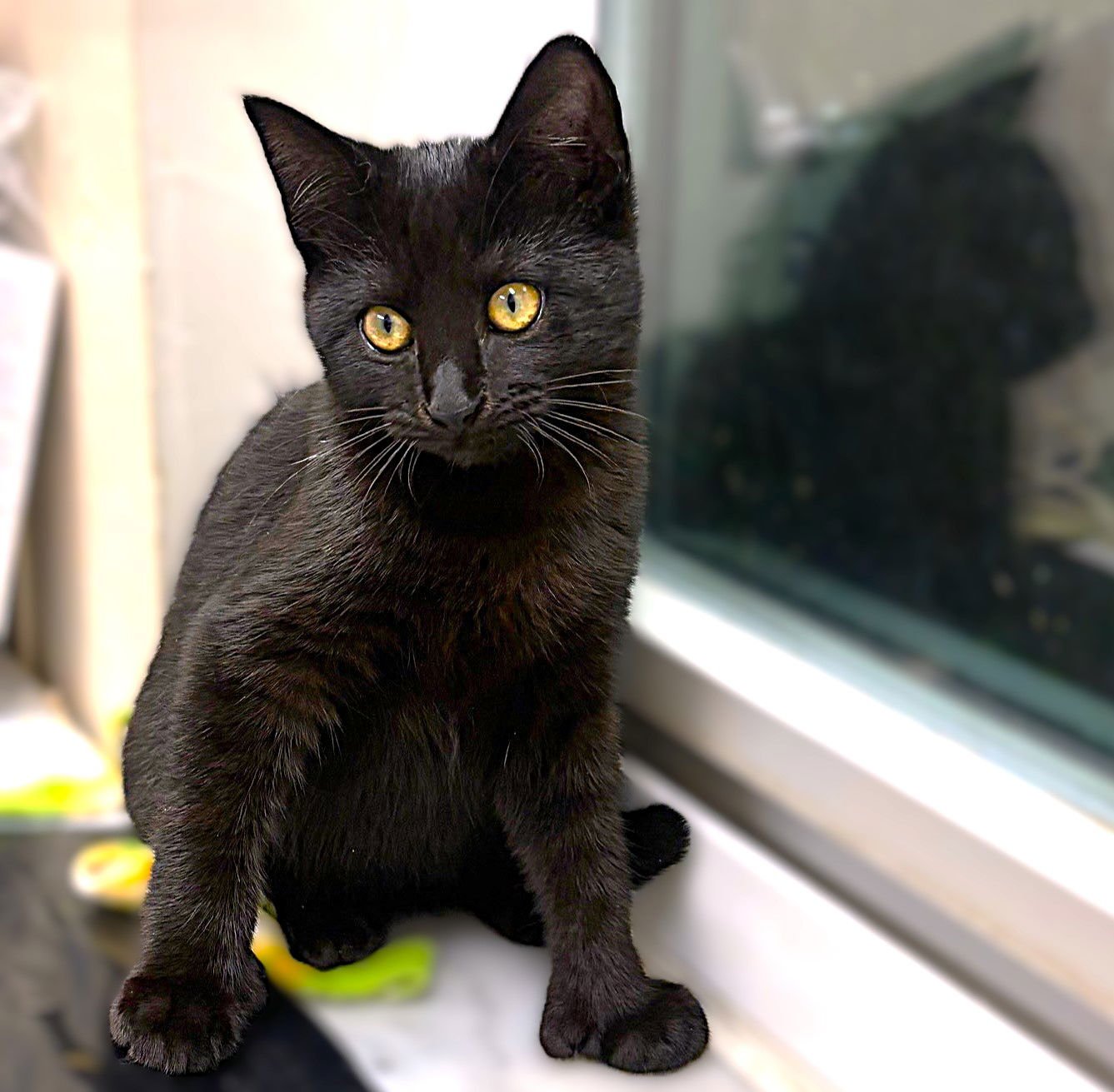 MINA - Extra-Toes Cat (Hemingway Polydactyl) available for adoption