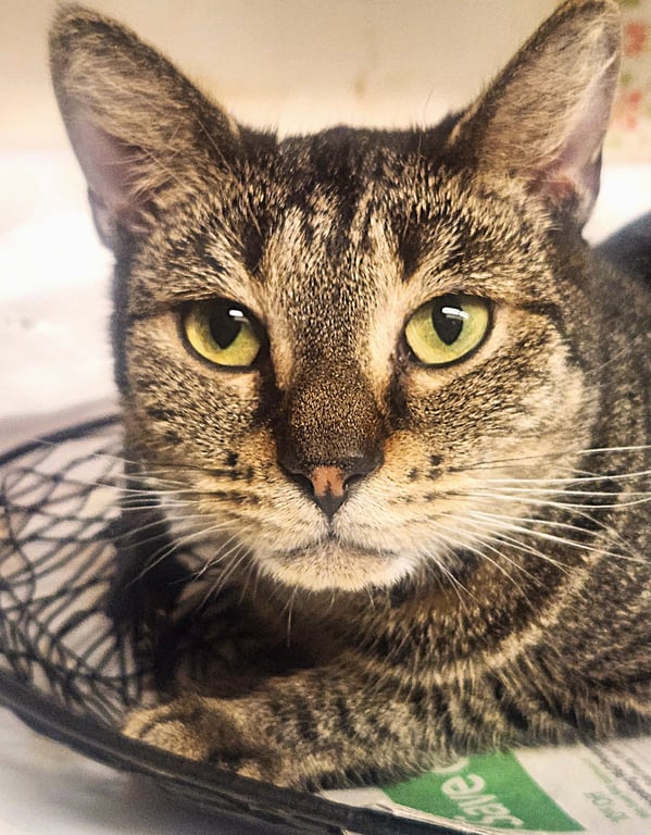 Gidget Image