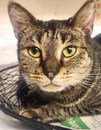 Gidget - Photo 1