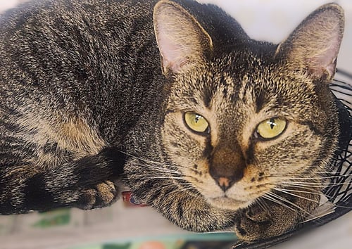 GIDGET - Tabby available for adoption