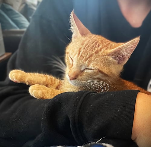 ROEY - Tabby for adoption in Cape Coral