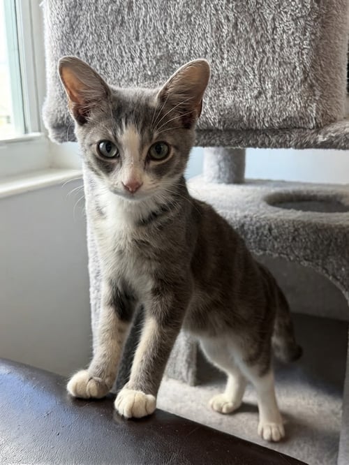 LEELA - Dilute Calico available for adoption