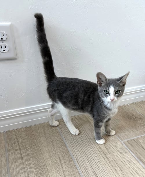 LEELA - Dilute Calico available for adoption