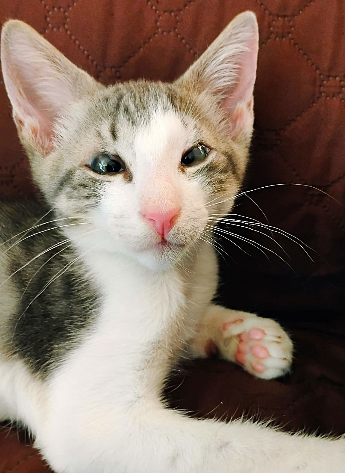 BALOO AND EEYORE - Tabby available for adoption