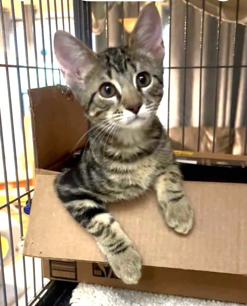 MELODY - Domestic Short Hair / Tabby available for adoption