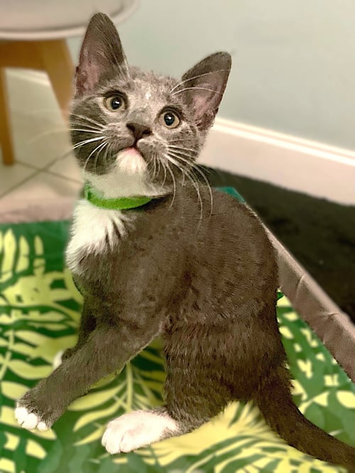 ANYA - Russian Blue / Tuxedo available for adoption