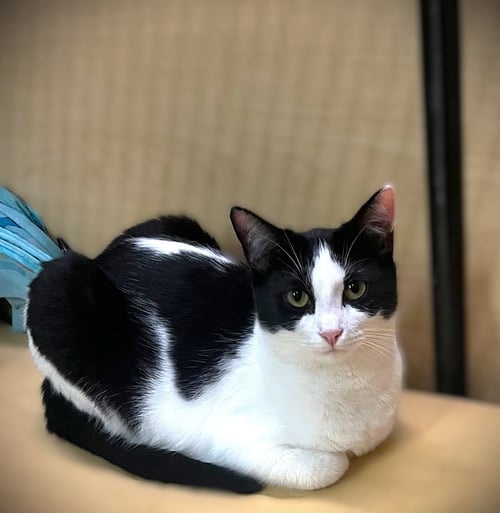 ESMEE - Domestic Short Hair available for adoption