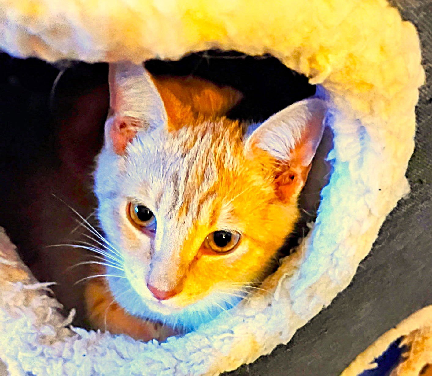 DUKE - Tabby available for adoption