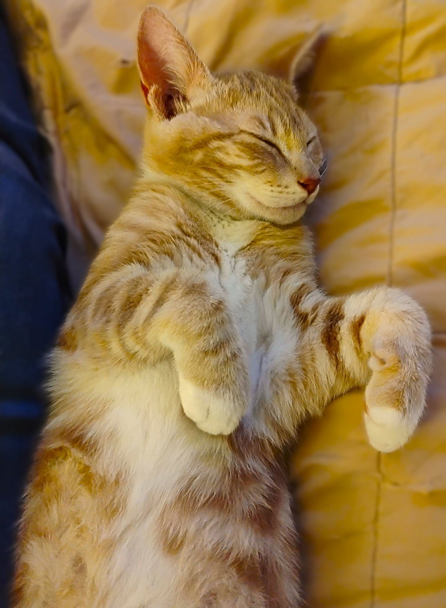 DUKE - Tabby available for adoption