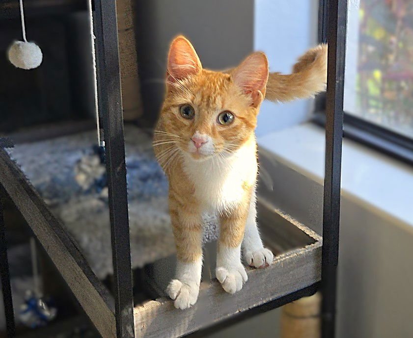 MARCELLA - Tabby available for adoption